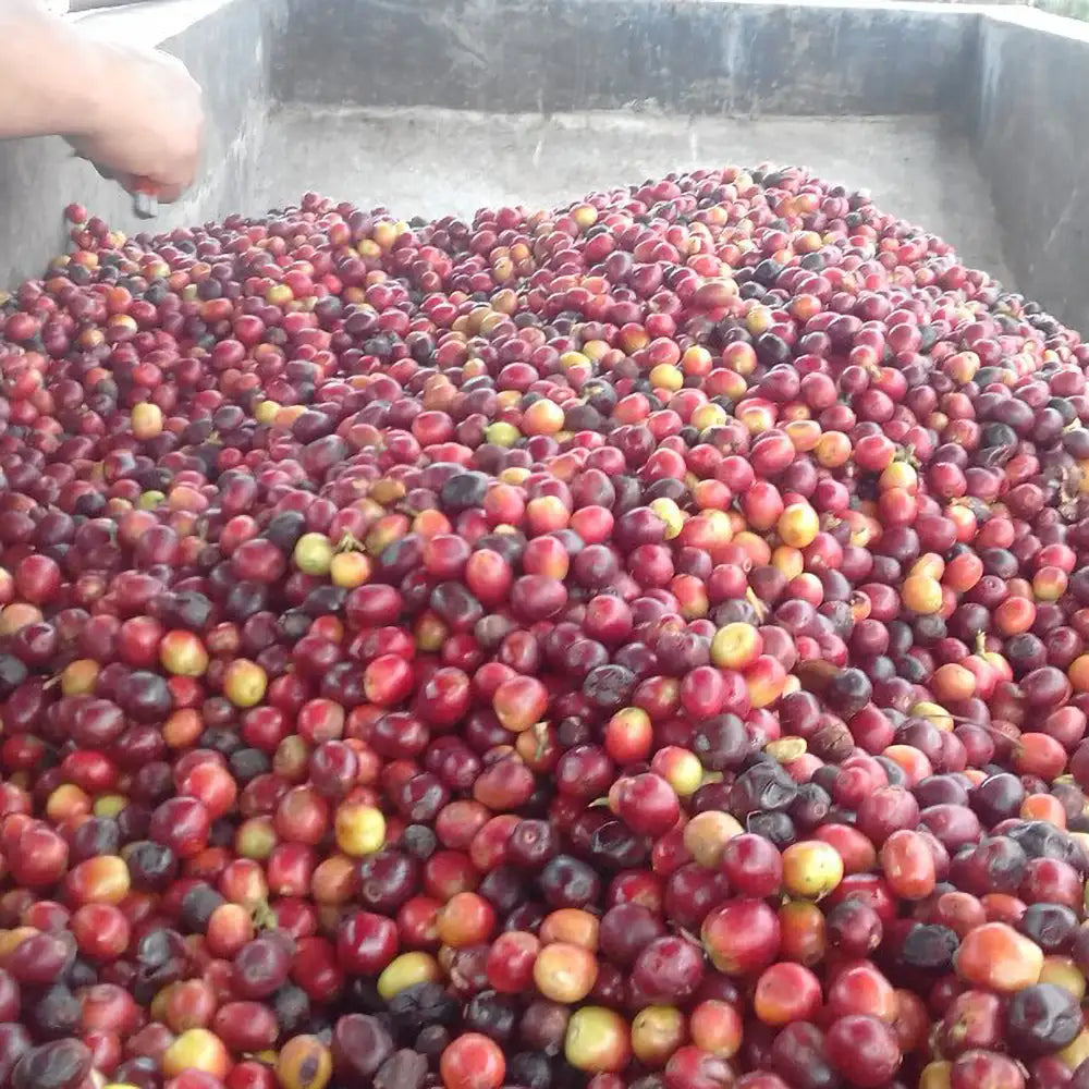 Amigo, Bio, 100% Arabica, Kolumbien