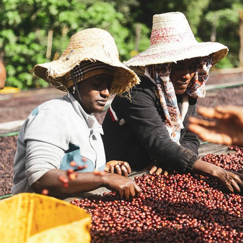 Suke Quto Espresso, Bio, 100% Arabica, Äthiopien