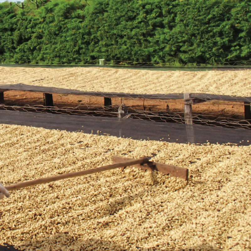 Fazenda Pântano, Filterkaffee aus Brasilien, 100% Arabica