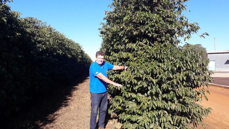 Fazenda Pântano, Filterkaffee aus Brasilien, 100% Arabica